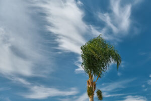 palm tree bends in the wind at the beginning of a storm, blue sky with clouds, space for text. climate change, seasonal storms at sea.