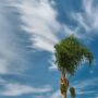 palm tree bends in the wind at the beginning of a storm, blue sky with clouds, space for text. climate change, seasonal storms at sea.