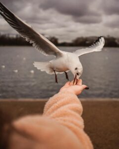 pexels lucanardone 3651618