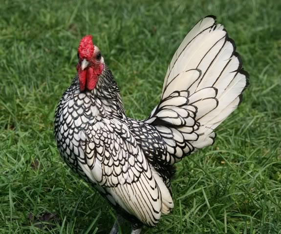 backyardchickens.com