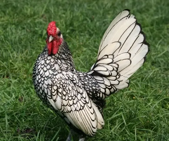 backyardchickens.com