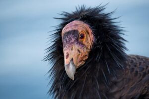 justin hofman the atlantic