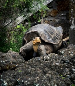 pexels jodaarba 914794