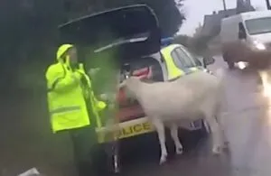kambing ngamuk