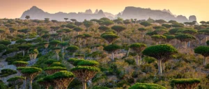 socotraislandexpeditions.com