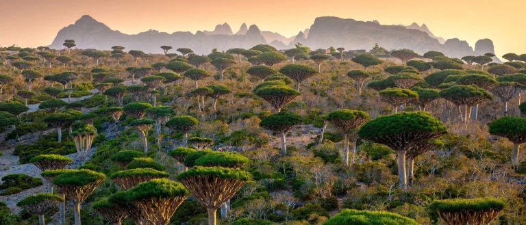 socotraislandexpeditions.com