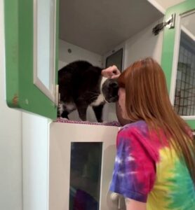 owner reunited with missing cat of four years in heartwarming video