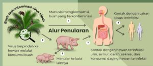 alur penularan=nipah1