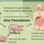 alur penularan=nipah1