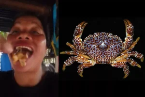 kepiting setan