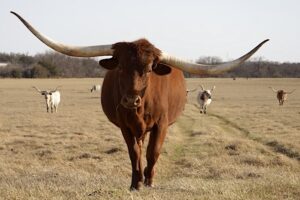 gvrlonghorns.com