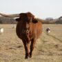 gvrlonghorns.com