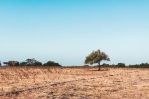 pexels rizk nas 1463375 2866385