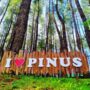 @hutanpinusbulutanah