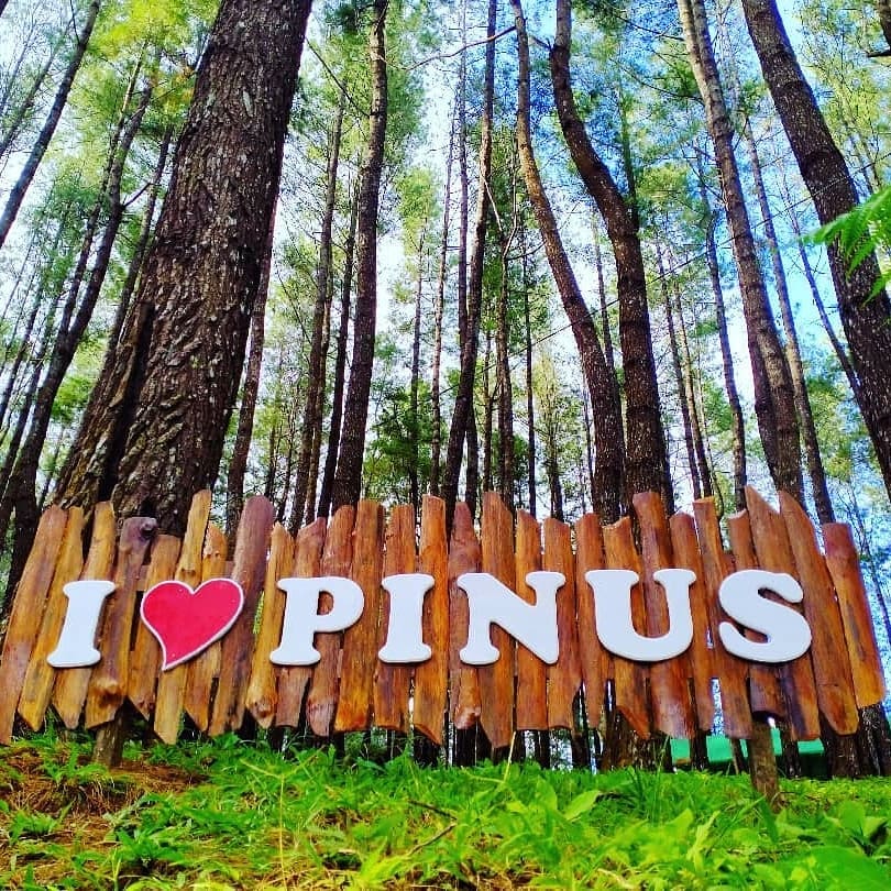 @hutanpinusbulutanah