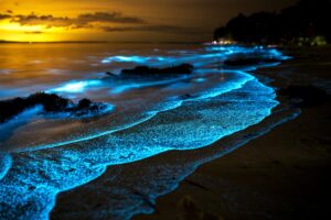 bioluminescent shore