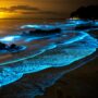 bioluminescent shore