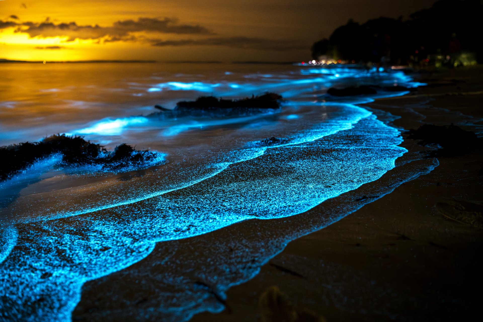 bioluminescent shore