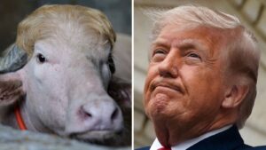 kerbau trump reuters