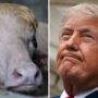 kerbau trump reuters