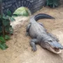 buaya kebun binatang