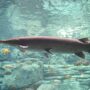 alligator gar atractosteus spatula
