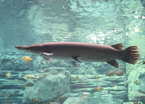 alligator gar atractosteus spatula