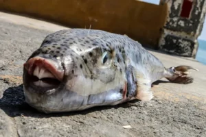 ikan kodok pipi perak ap