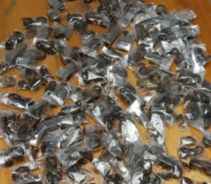 kalajengking polisi afsel