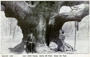 pohon robin hood getty