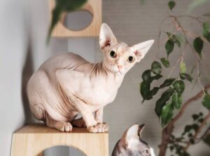 a z animals.com