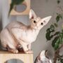 a z animals.com
