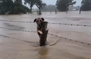 banjir assam x