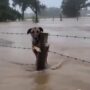 banjir assam x