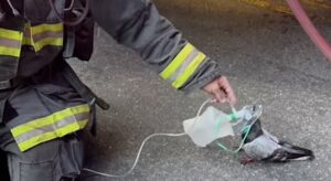 damkar oksigen merpati