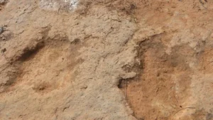 dinosaurus zimbabwe
