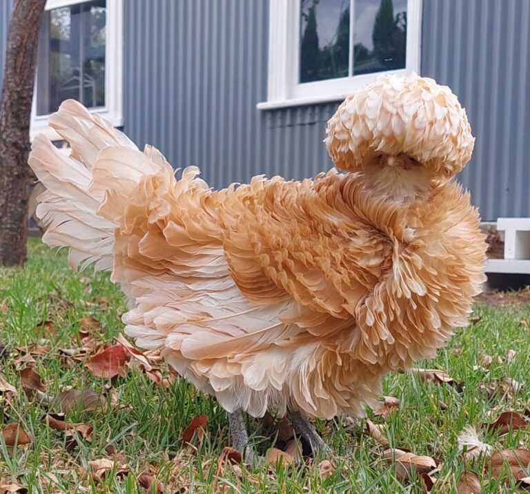 pipandgrow.com.au