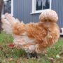 pipandgrow.com.au