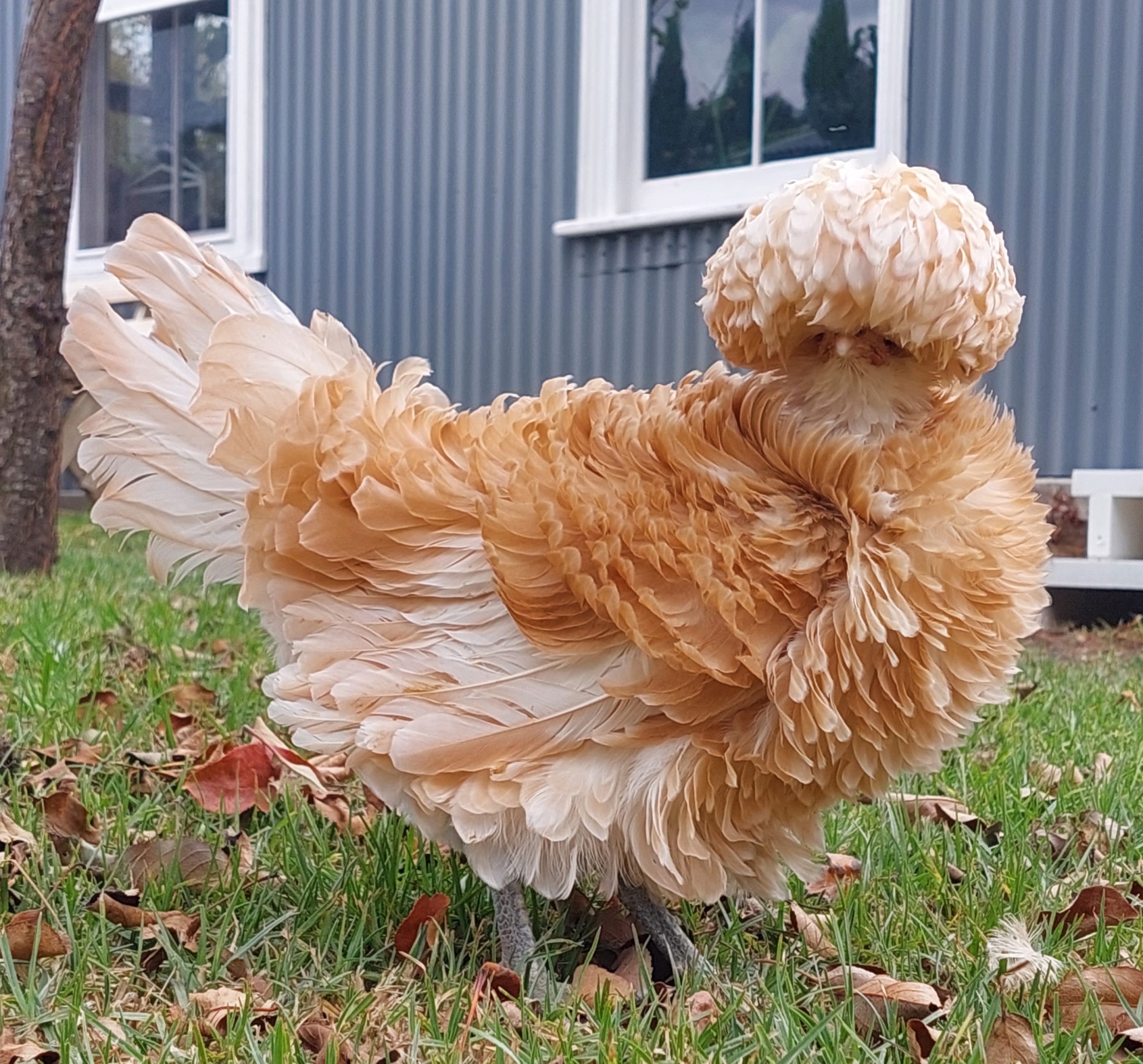 pipandgrow.com.au