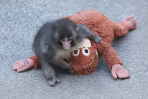punch monyet getty