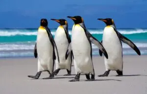 a z animals.com2