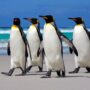 a z animals.com2