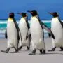 a z animals.com2