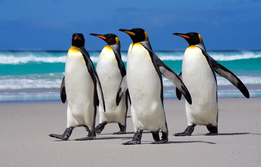 a z animals.com2