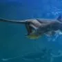 a z animals.com
