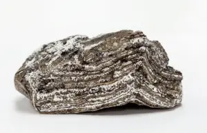 nhm.ac.uk