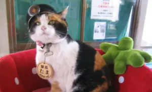 tama kucing kepala kishi