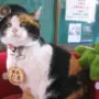 tama kucing kepala kishi