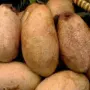 haibunda.com