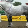 horse canada.com